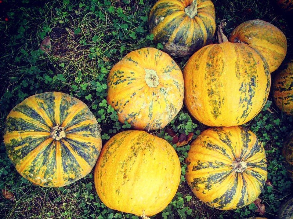 Gelb-orange Kürbisse mit grünen Streifen liegen von oben gesehen dicht beieinander auf Gras und Klee