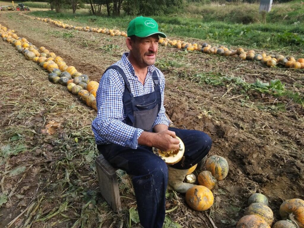 Mann mit grüner Kappe sitzt im Feld und hält einen aufgeschnittenen Kürbis, hinter ihm Reihen von Kürbissen