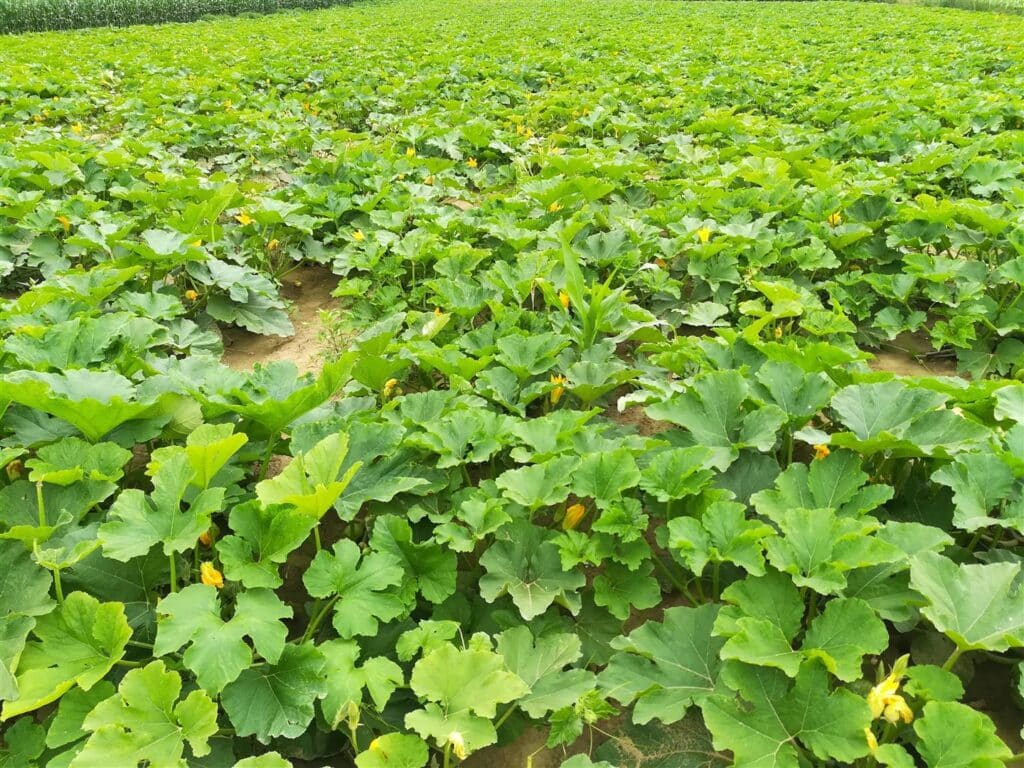 Dichtes Feld mit großen grünen Blättern und gelben Blüten von Kürbispflanzen
