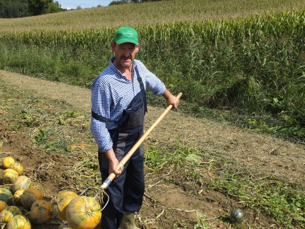 Mann mit grüner Kappe hebt mit einer Gabel Kürbisse entlang einer Reihe auf, dahinter ein Maisfeld